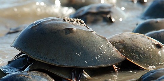 カブトガニの血液が医療や薬で人類に大きく貢献 トレンドピックアップ