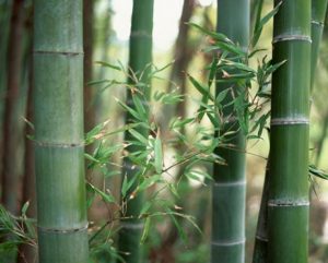 竹の成長はなぜ早い 驚くべき繁殖力 トレンドピックアップ