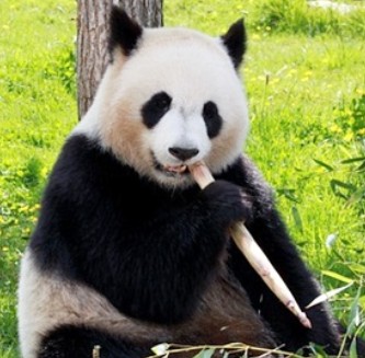 パンダはなぜ竹や笹を食べるの 栄養は足りているの トレンドピックアップ