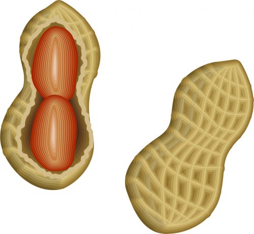 落花生のなり方 地中に実がなる ピーナッツとの違いは トレンドピックアップ